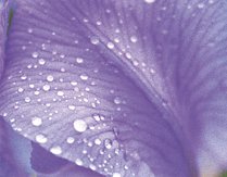 iris iris